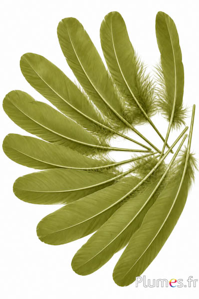 Gans - 15-21 cm - olijfolie